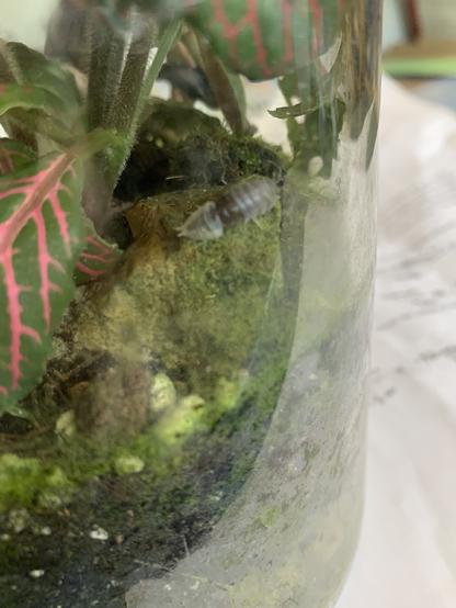 An isopod (roly poly) is shedding the rear half of its exoskeleton on a ruck in a terrarium.