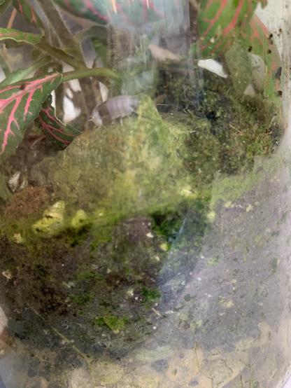 An isopod (roly poly) is shedding the rear half of its exoskeleton on a ruck in a terrarium.