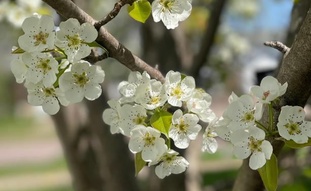 A couple dozen white pear blossoms,