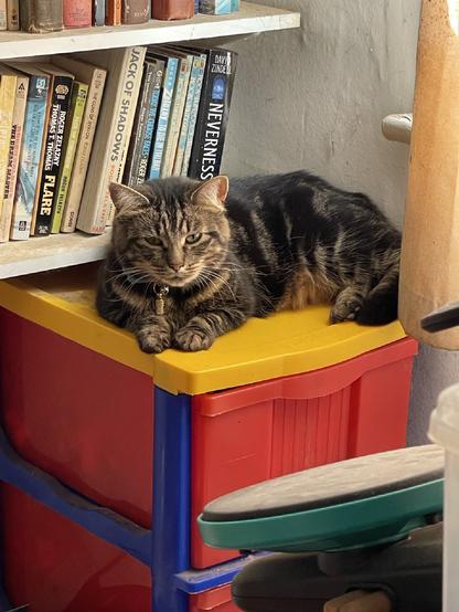 A brown tabby cat is lying on top of some red, yellow and blue storage shelves in front of a bookshelf