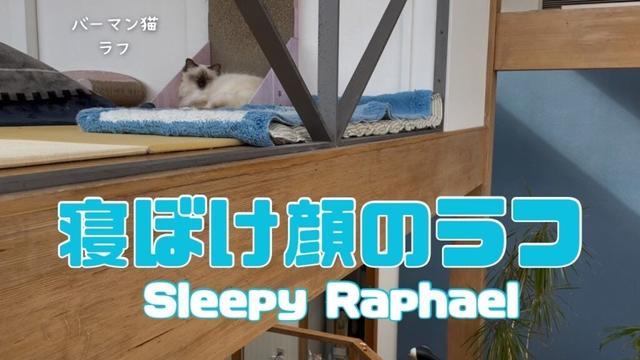 バーマン猫ラフ【寝ぼけ顔のラフ】Sleepy Raphael（バーマン猫）Birman/Cat