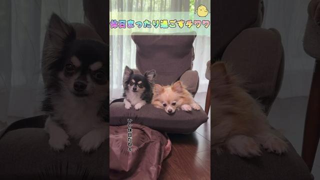 休日まったり過ごすチワワ　#ロングコートチワワ　#犬 #犬好きさんと繋がりたい #犬と猫どっちも飼ってると毎日たのしい #多頭飼い
