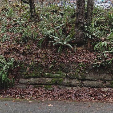 Photo by Neil E. Hodges on January 09, 2021. Image may contain: tree, plant, outdoor and nature.