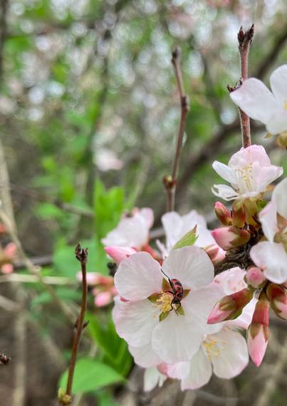 A lady bird on a cherry blossom.