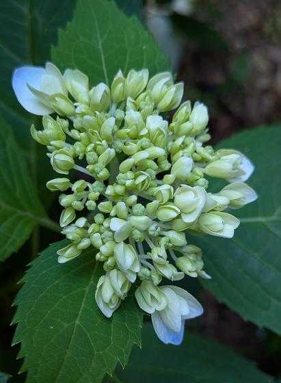 Still young hydrangea blossom, light blue petals around the edge