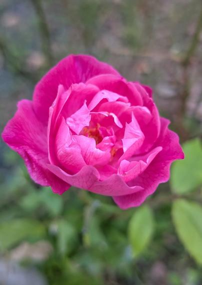 A magenta rose