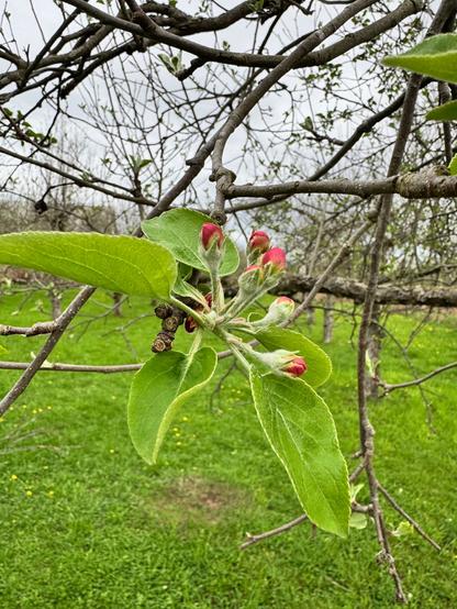 Apple blossom buds.