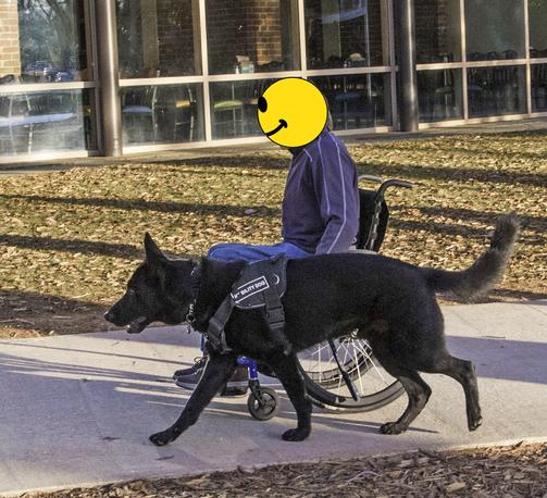 A very dark sable German Shepherd, appearing almost solid black, trots alongside a young man in a wheelchair. He is focused forward in a business-like, working posture. The man's head and face is obscured with a yellow smiling-face profile graphic.