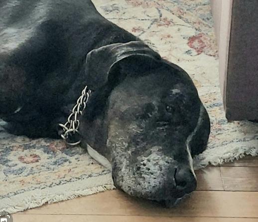 Close up of beautiful elderly plott hound lying on a rug with his eyes open, looking pensive.