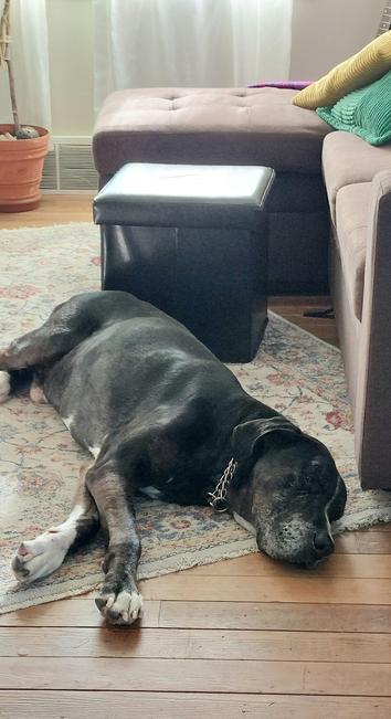 A beautiful big black senior dog sprawled on a rug.
