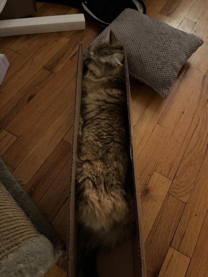 A calico Siberian cat sleeping comfortably in a very narrow box.
