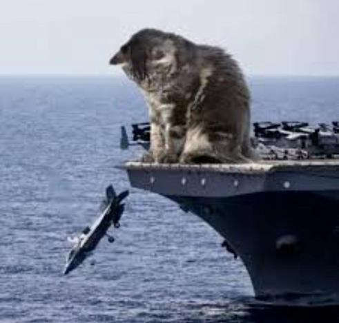 A cat knocking a raptor into the sea