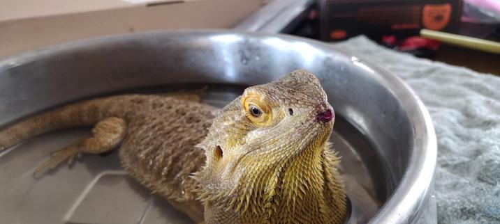 Ember, a yellow bearded dragon, soaks up some water. Her snoot is a punchy lipstick rouge.