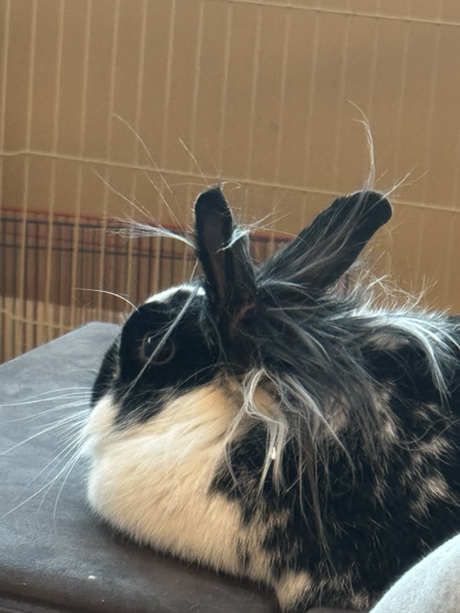 A lionhead is at the mercy of dry air and static electricity, with little hairs flying in all direction.