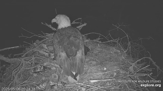A bald eagle adult sits in a nest with chicks