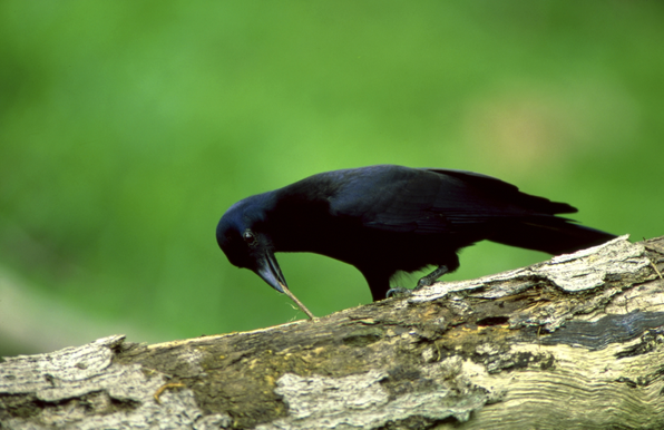 Corvus moneduloides (known as New Caledonian crow) standing on a branch, holding a selfmade tool in its bill and poking at something edible.