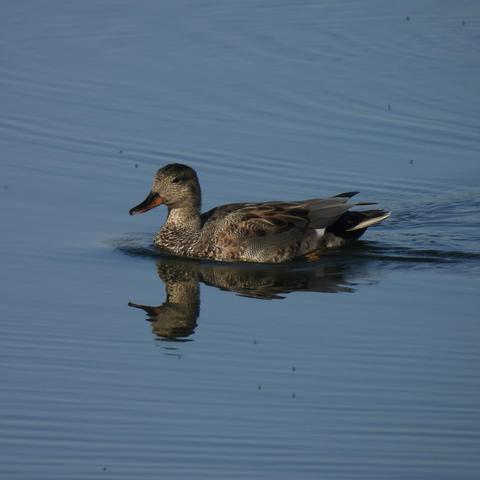 A female gadwall swimming along looking elegent.