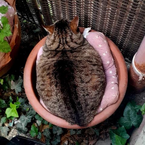 Yoshi One-Eye, a fat tabby cat, fills a flower pot and snores loudly.