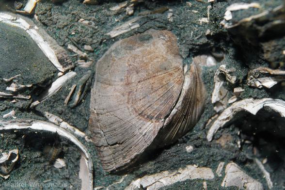 Fosil shell from the Miocene/Pliocene era.