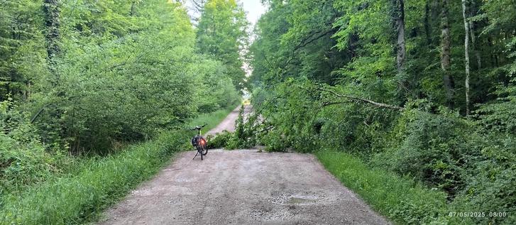 Un arbre tombé au milieu du chemin