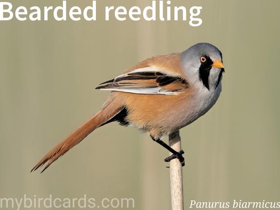 🌍🌏 Bearded reedling (Panurus biarmicus) 

The bearded reedling is a small, orange-brown bird with a long tail, often seen flying low over reedbeds. Males sport a distinctive grey head and black "moustache," while females are paler with a brownish head. They are found in temperate Europe and across the Palearctic, favouring large reedbeds by freshwater or brackish wetlands. These social birds forage in groups, communicating with characteristic "ping" calls. Bearded reedlings nimbly feed near water, sometimes upside down, and run quickly on the ground searching for insects in summer, switching to seeds in winter. Three subspecies are recognised.

Conservation status: Least Concern (IUCN 3.1)

📷: Photo by HenkvanDorp via Pixabay https://pixabay.com/photos/bearded-reedling-bird-animal-6380106/

NVRD
