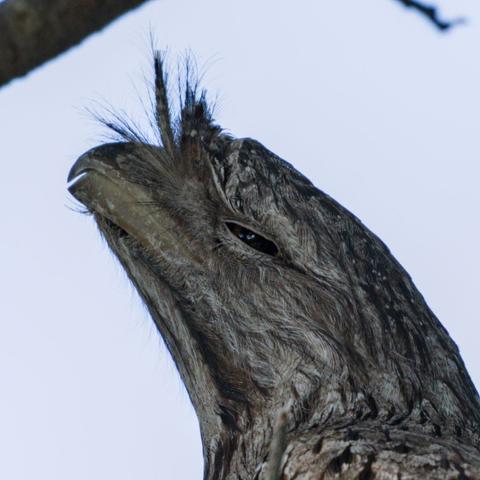 A close-up of a tawny frogmouth with its head pointed up and to the left, contrasted against a bright background.
