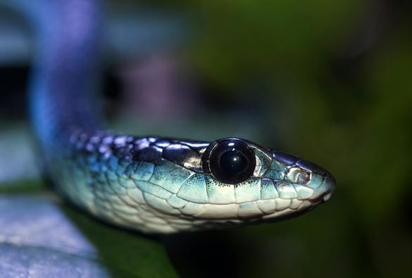 A blue snake looking at the camera.