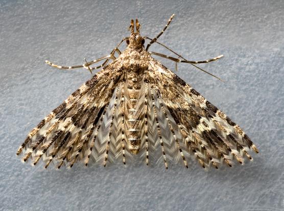A moth at rest with wings in a delta shape. It is dappled brown and the wilngs are made up of tiny "plumes" like feathers. Its on a dull grey background, actually a plastic food container.