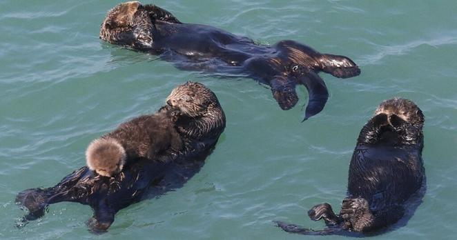 Easy Japanese news in translation: Sea otters raising pup in Hokkaido