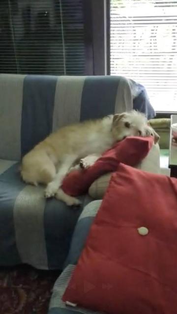 the dog Buba lies on the sofa
