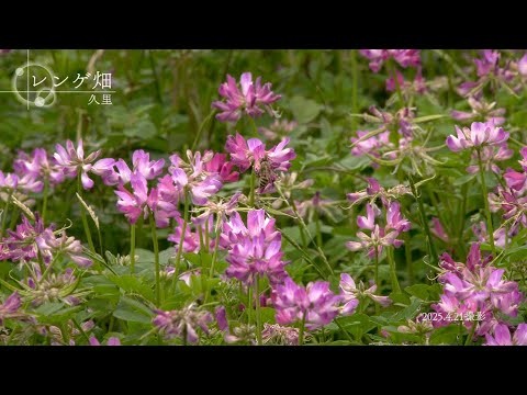 【佐賀県唐津市の風景：４K映像】レンゲ畑(令和7年4月21日撮影：久里）