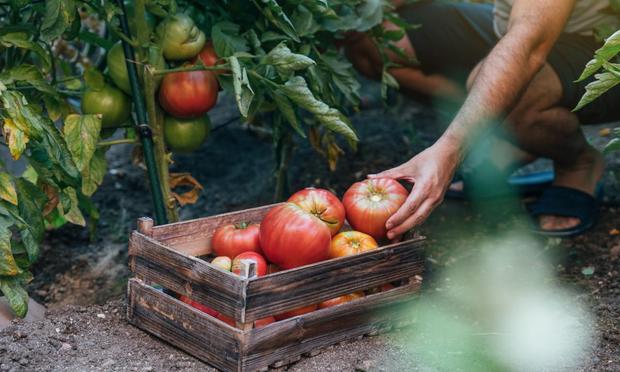 Huerto de tomates. (Getty Images)
