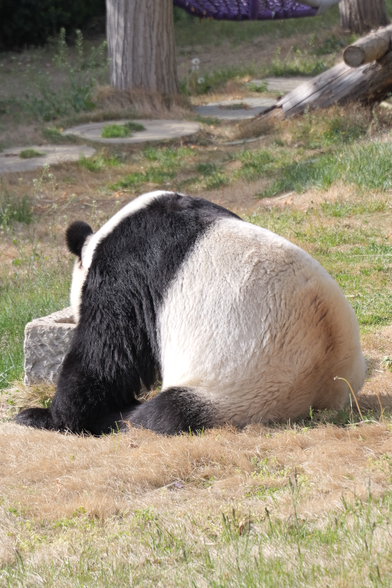male giant panda Xianzi