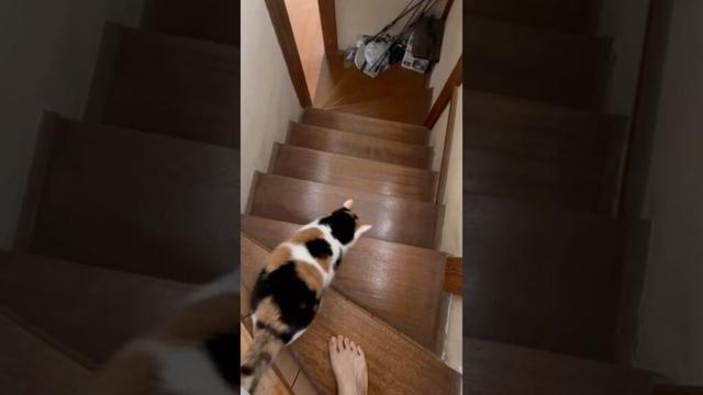 【三毛猫】ミケと一緒に目覚める朝