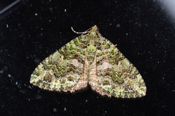 A photo of a green moth with elegant dark partterning. This is the Dark Coprosma Carpet, Austrocidaria similata, an endemic NZ species.

Full details and a bigger photo of this are at https://www.inaturalist.org/observations/277973336