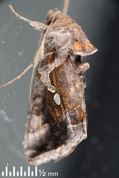 A photo of a brown moth with big bumps protruding from its back, and blobs of silver on its mottled brown wings. This is the Green Garden Looper moth, Chrysodeixis eriosoma. It is considered native to NZ but is cosmopolitan across much of the world, and can be a bit of a pest (eg of tomatoes).

Full details and a bigger photo of this are at https://www.inaturalist.org/observations/277973274