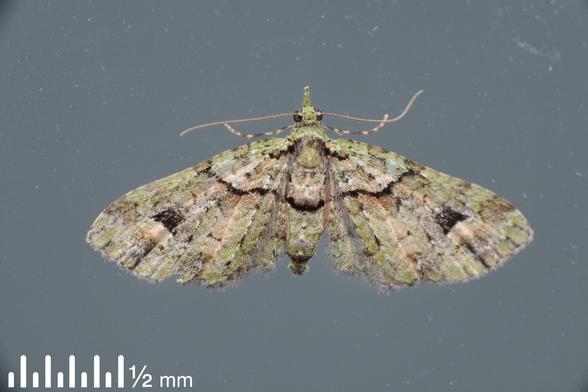 A photo of a pale green moth with dark markings. This is the NZ endemic moth Chloroclystis inductata.

Full details and a bigger photo of this are at https://www.inaturalist.org/observations/277937895