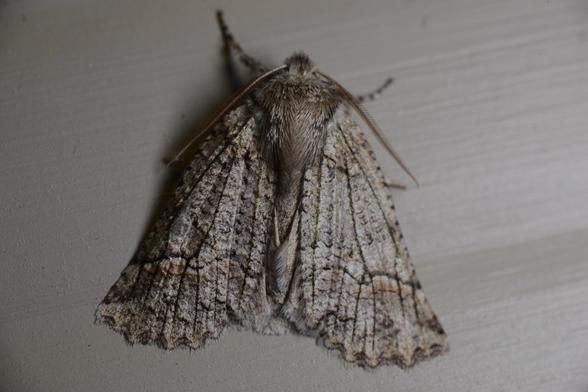 A photo of an elegant pale grey-white moth with dark markings. This is the forest semilooper moth, Declana floccosa.

Full details and a bigger photo of this are at https://www.inaturalist.org/observations/277314148