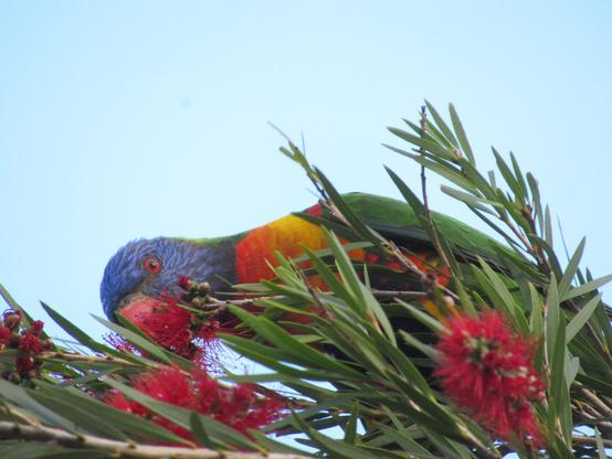 A rainbow lorikeet leaning over some wattle weirdly to eat it