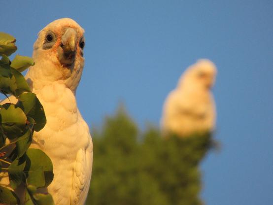 A white corela bird stares at the camera. A blury bird looms behind it ominously