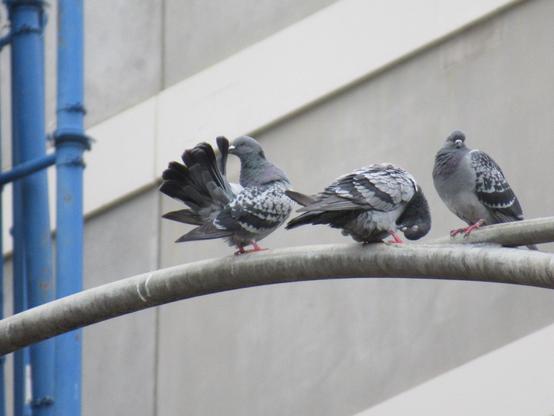 Three grey pigeons on a pole. Two are contorted into silly poses