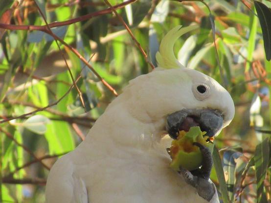 A white cockatoo bird puts an olive in its mouth with an oddly human seeming pose