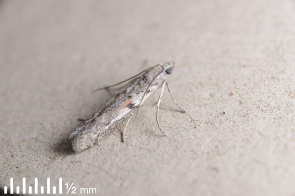 A photo of a greyish moth with a small orange blotch on the side of its wings. This is the NZ endemic moth Homoeosoma anaspila.

The photo is from my observation on iNaturalist NZ at https://www.inaturalist.org/observations/277314302