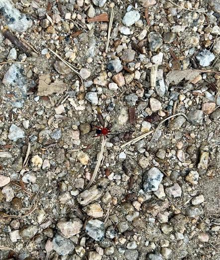 A gravel path with small stones of various sizes & right in the middle is a very tiny black spider with a bright red abdomen.