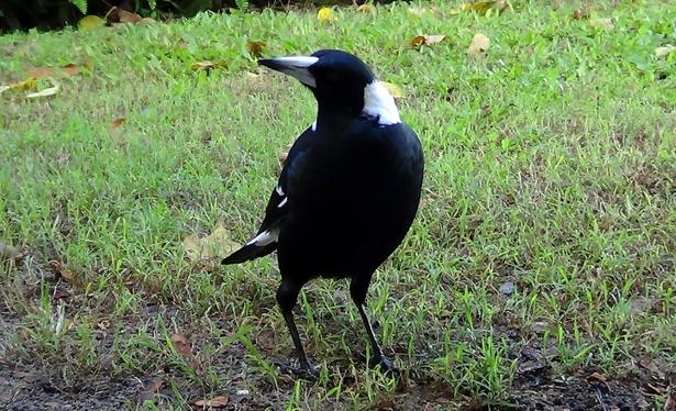 A female magpie stands proud on a patch of green grass. She's close to the camera looking up to her right.