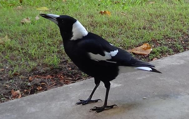 A handsome magpie named "Bird" standing on the path at my front door and singing for attention.