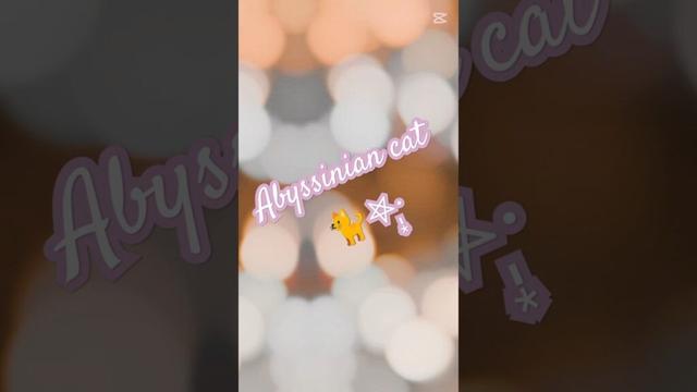 ❇️現在と過去🐈🎶⸒⸒memories of 2025【abyssinian cat boy】Past and Present