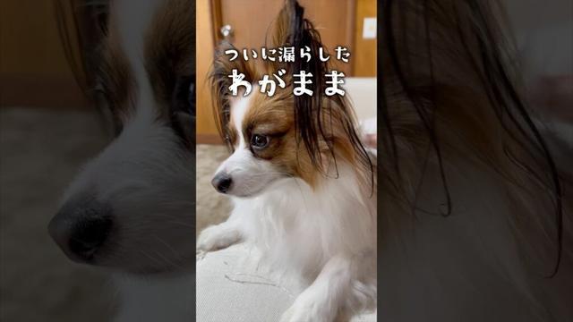 先住犬がSECOMを希望　 #パピヨン #papillon #可愛い　#子犬お迎え
