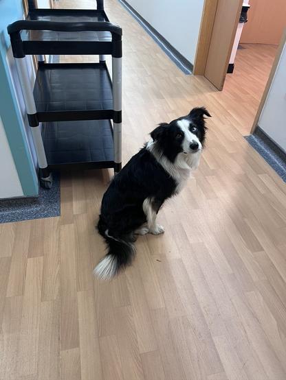 The dug waits in the corridor of the hospice wondering which room he is going to visit next and will there be snacks?