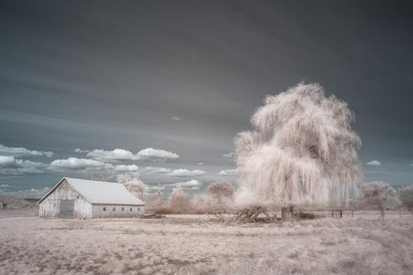 On an early spring trip to the Klamath Falls Oregon area I was anxious to try out a new 720 nanometer filter on my full spectrum modified camera. This filter only allows the very red end of the visible part of the spectrum along with the near infrared portion of the spectrum to reach the camera’s filter. The resulting image is recorded by the camera, which is still trying to produce a normal color image, looking extremely red. By reversing the blue and red color channels in post production the red sky can be turned closer to blue which we’re used to seeing. Foliage, especially deciduous foliage in spring when it contains high levels of chlorophyll, dramatically reflects infrared energy making it really “pop” in this type of photography. This weeping willow near the old barn on this ranch was just leafing out for the spring and the mid afternoon sun was on the correct side of the tree to really light up those new leaves and the sky cooperated nicely with some interesting clouds as well.